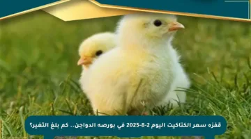 قفزة سعر الكتاكيت اليوم 2-8-2025 في بورصة الدواجن.. كم بلغ التغير؟